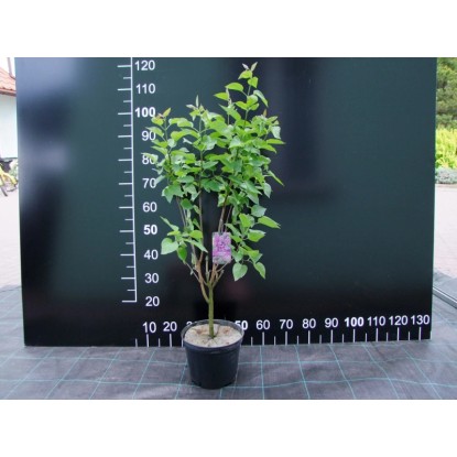 Lilak Syringa vulgaris wys. 40-60 don. 2L