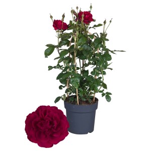 Ciemnoczerwona róża rabatowa 't.b.t.' w doniczce z kwiatem na ziemi.