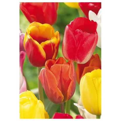 Tulipan Triumph 70 szt. mieszanka