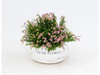 Wrzosiec jesienny (Erica gracilis) - don. 19,5 cm