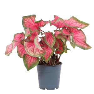 t.b.t. roślina kwitnąca z różowo-zielonymi liśćmi w doniczce.