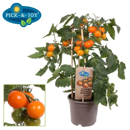 Sadzonki pomidorów cherry i plum Pick&Joy 30 cm don. 14 cm mix