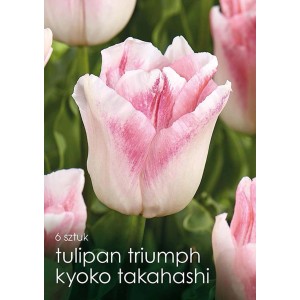 Zbliżenie kwiatów tulipana Triumph 'Kyoto Takahashi' z białymi i różowymi płatkami.