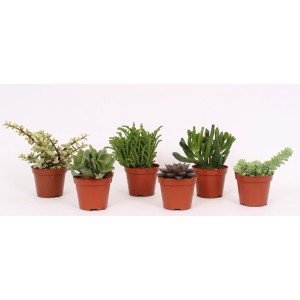 Różne kaktusy i sukulenty w brązowych doniczkach.