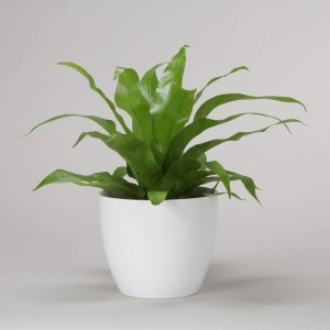 Scheurich Osłonka 920 Ø 19 cm Alaska, biała, z zieloną rośliną.