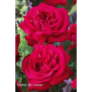 Jaskrawoczerwona róża rabatowa z gęsto wypełnionymi kwiatami.