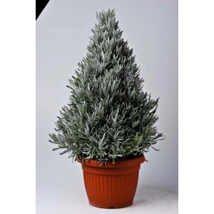 T.b.t. zioło kulinarne w doniczce, przycięte w kształcie stożka.