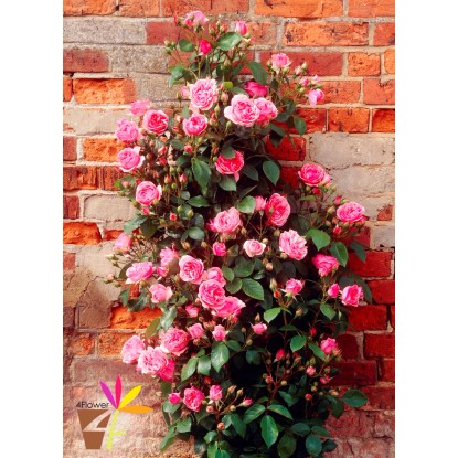 Róża odm. licencjonowane (Rosa sp.)