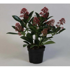 t.b.t. roślina doniczkowa z czerwonymi kwiatami w czarnej doniczce.