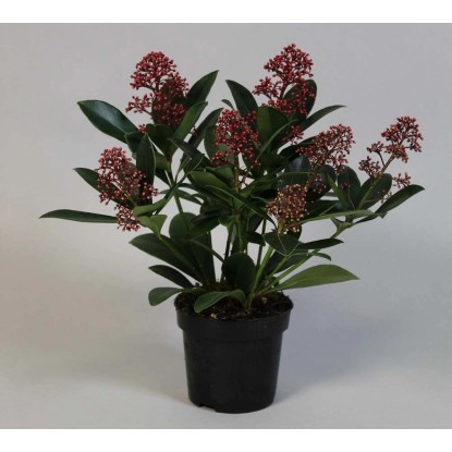 Skimmia japońska (Skimmia japonica) Rubella - don. 13 cm