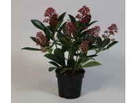 Skimmia japońska (Skimmia japonica) Rubella - don. 13 cm