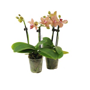 Dwie mini orchidee (t.b.t.) z paskowanymi różowymi i pomarańczowymi kwiatami w doniczkach.