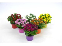 Chryzantema (Chrysanthemum sp.) mix 3 pędy - don. 12 cm
