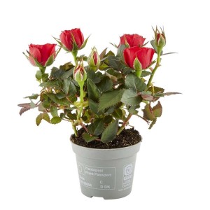 Czerwona róża t.b.t. w doniczce, kwitnąca roślina doniczkowa do Twojego domu.