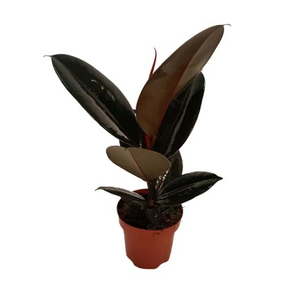Figowiec sprężysty (Ficus elastica) - don. 12 cm