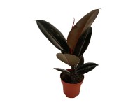 Figowiec sprężysty (Ficus elastica) - don. 12 cm