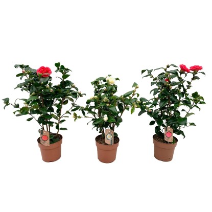 Kamelia japońska (Camelia) don. 17 cm