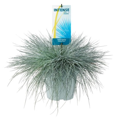 Festuca Glauca Intense Blue wys. 25-35cm don. 23cm