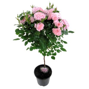 Róża rabatowa w doniczce z delikatnymi różowymi kwiatami.