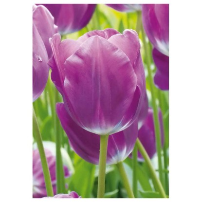 Tulipan Pojedynczy Negrita 7 szt. fioletowy