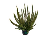 Wrzos linia Beauty Ladies (Calluna vulgaris) - don. 11 cm