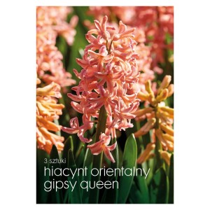 Zbliżenie różowego hiacynta 'Gipsy Queen', rośliny cebulowej do ogrodu.