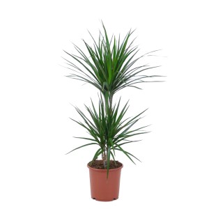 Dracena (Dracaena Marginata) 2 pędy - don. 17 cm