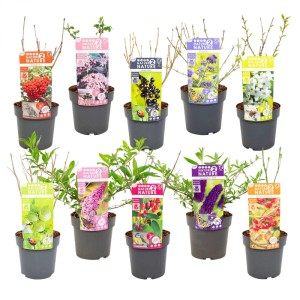 Krzewy ogrodowe Nature mix don. 19 cm