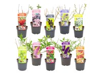 Krzewy ogrodowe Nature mix don. 19 cm