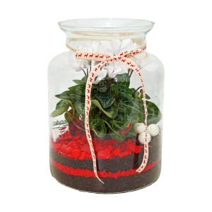 Cyklamen w szklanym słoju - śr. 15 cm