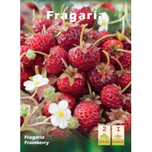 Zbliżenie na czerwone poziomki (Fragaria vesca) z białymi kwiatami.