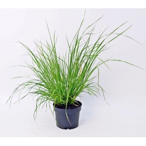 Zielona trawa pampasowa w doniczce.