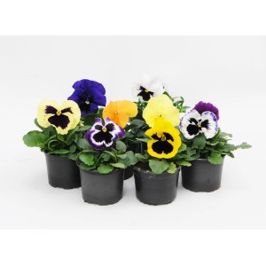 Różnokolorowe rośliny t.b.t. w doniczkach. Rośliny kwitnące na rabaty i balkony.