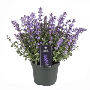 Kwitnąca roślina Kocimiętka 'Persian Blue' w doniczce. Niebieskie kwiaty, zielone liście.