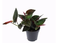 Zroślicha - Syngonium Red arrow wys. 25cm