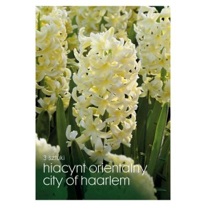 Żółte hiacynty 'City of Haarlem', cebulki kwiatowe do ogrodu.