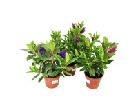 Hebe (Hebe green leave blue/red) - don. 23 cm