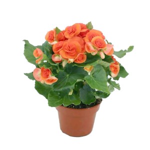 Kwitnąca roślina t.b.t. z pomarańczowymi kwiatami w doniczce.