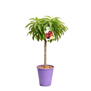 Drzewka owocowe Patio