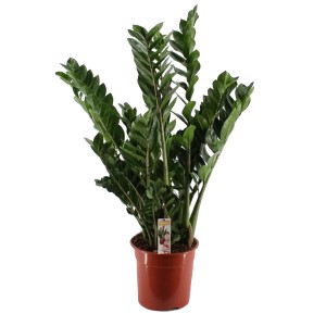 Zamiokulkas Super Nova (Zamioculcas) - don. 21 cm