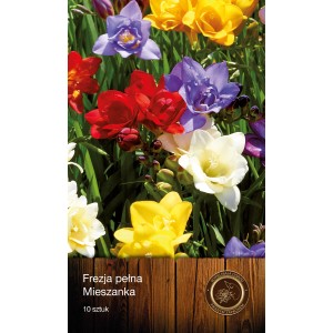 Kolorowa mieszanka frezji jako cebulki kwiatowe do ogrodu.