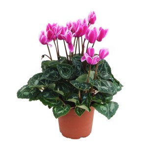 Kwitnąca roślina doniczkowa: t.b.t. z różowymi kwiatami w doniczce.