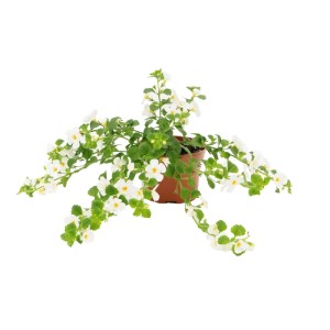 Rośliny rabatowe White mix don. 12 cm