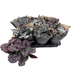 Begonia Jungle Wonders (Begonia Jungle Wonders) don. 14 cm