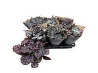 Begonia Jungle Wonders (Begonia Jungle Wonders) don. 14 cm