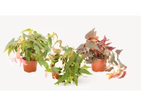 Begonia (Begonia) bulwiasta - don. 12 cm