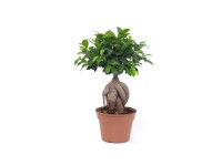 Figowiec Thai (Ficus sp.) - don. 18 cm