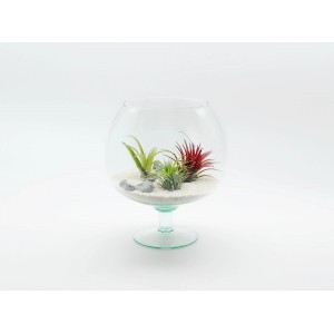 Szklany kielich z oplątwami i piaskiem dekoracyjnym, roślina doniczkowa.