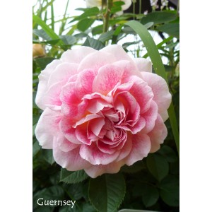 Zbliżenie różowo-białej róży rabatowej. Delikatne płatki, romantyczny ogród.