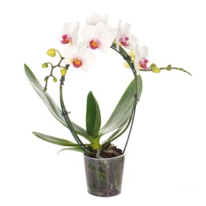 Biała orchidea w doniczce z podpórką. Elegancka roślina doniczkowa do Twojego domu.